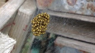 A bunch of baby spiders  spiderlings of Araneus diadematus [upl. by Ulla]