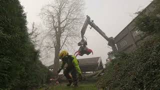 Removing a big salix with Farmikko 300TCE and Valtra T235D [upl. by Ahsemad]