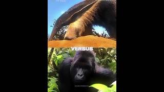 gorilla vs anteater wis debate 1v1 [upl. by Novehs]