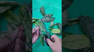 Easiest way to propagate japanese bamboo plant [upl. by Ojybbob]