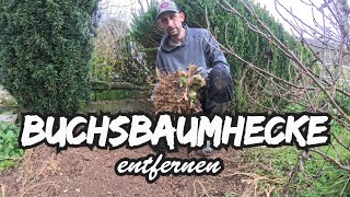 BUCHSBAUMHECKE entfernen [upl. by Flaherty]