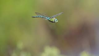 Dragonflies in flight around a pond in the New Forest Hampshire UK 29July2024 [upl. by Dionisio]