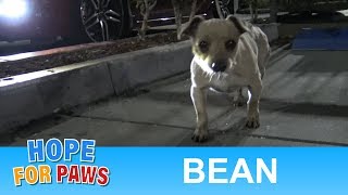 Abandoned in a Starbucks parking lot this little dog was begging for food chihuahua [upl. by Alamap611]