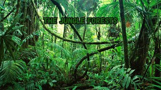 The Jungle Forests amazing nature animals earth [upl. by Nosyarg946]