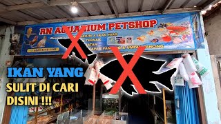 Bukti susahnya nyari Aneka ikan cichlid Afrika di daerah majalengka [upl. by Wildon]