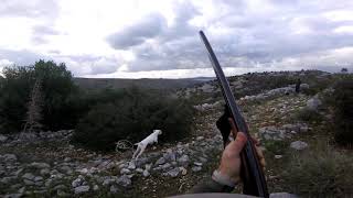 Hunting partridge with Istrian shorthaired hound at island Brac Croatia [upl. by Gage]