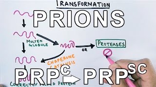 PrionsWhat are they  Protein Misfolding Mechanism [upl. by Trevah]