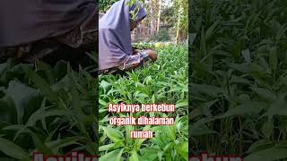 Asyiknya berkebun organik dihalam rumah kebunsayuran kebun sayuranorganik sayuransegar [upl. by Starbuck]