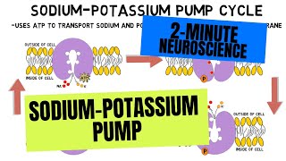 2Minute Neuroscience SodiumPotassium Pump [upl. by Brittnee952]