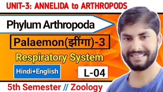 Palaemon3Phylum Arthropoda L4Respiratory system of Prawn5th Sem ZooAmar Sir [upl. by Enneite]