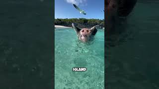 Diving Pigs in Thailand shorts [upl. by Rabiah]