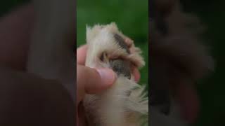 How to Cut Dog Paw Hair shorts [upl. by Odlaumor259]