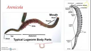 Class Polychaeta  Arenicola [upl. by Terryn]