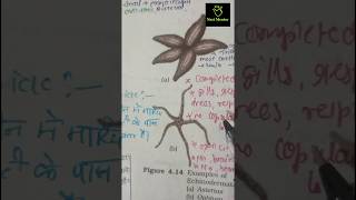 Echinodermata Animal kingdom ncert imp diagram class 11th ncert biology neet2025 aiims [upl. by Auqinom833]