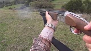 Driven Fox Hunt with Beretta Silver Pigeon 20g Victoria 13052018 [upl. by Flavio]