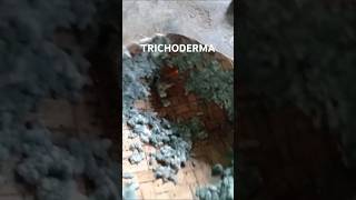 Trichoderma [upl. by Sesylu]