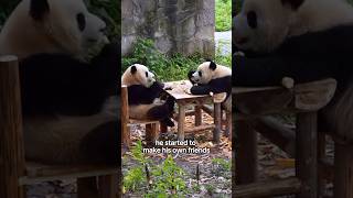 Panda story animals shorts panda cute [upl. by Lebiram234]