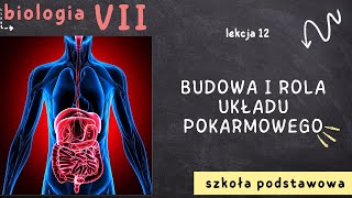 Biologia 7 Lekcja 12  Budowa i rola układu pokarmowego [upl. by Llenaej]