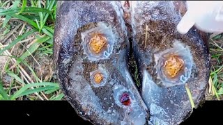 Cows 25 Hour Ordeal with Meteorite Attached to Hoof [upl. by Dranyam495]