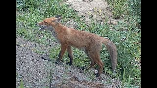 Red fox family Part 72 [upl. by Tavy]