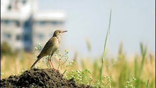 Pipit White Wagtail Citrine Wagtail Larks  birds walking on ground  হেঁটে চলা পাখিরা [upl. by Rhetta942]