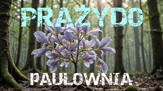 PRAŽYDO PAULOWNIA PAO TONG Z07 [upl. by Emlin110]