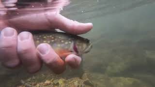 Fly Fishing a tributary to the Rose River  Shenandoah National Park [upl. by Vasily]