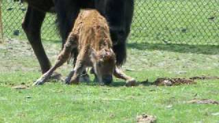 Birth of an American Bison [upl. by Smalley]