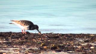 Ruddy Turnstone [upl. by Annawot]