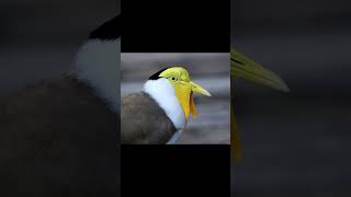 Masked lapwing masked plover or spurwinged plover Vanellus miles [upl. by Dixil]