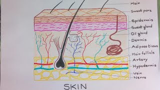 Skin Diagram  How to draw and label the parts of skin [upl. by Harragan490]