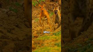 Leopardo cazando un Impala 😮💥 animales animals mundoanimal vidasalvaje animalessalvaje [upl. by Sigismond]