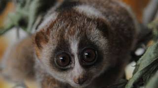 スローロリスの赤ちゃん〜Slow Loris Baby [upl. by Tail186]