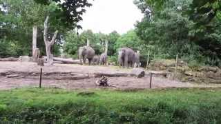 Rotterdam Zoo Blijdorp [upl. by Gnagflow]