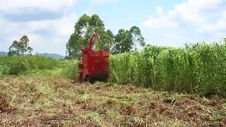 napier grass harvester  elephant grass silage harvester for biomass fuel or animal feeding [upl. by Bower781]