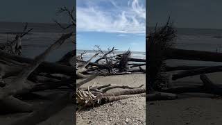 Visiting Botany Bay at Edisto Island [upl. by Kamillah]