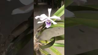 Laelia purpurata werkhauseri Shorts127 [upl. by Schwarz]