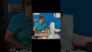 Potty training essentials Choosing between puppy pads or grass [upl. by Assirahc]