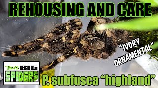 Poecilotheria subfusca Highland Rehouse and Care 2022 [upl. by Ical840]