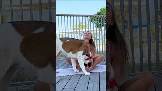 Trying to Do Yoga But My Dog is the Real Star 🐕 shorts dogs dogfunny funnydogs fitness [upl. by Kayne]