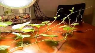 Charentais Melon Tendril Movement [upl. by Ettolrahs]