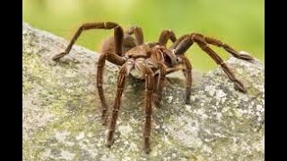 Goliath Birdeater Theraphosa Blondi Unboxing [upl. by Teague]