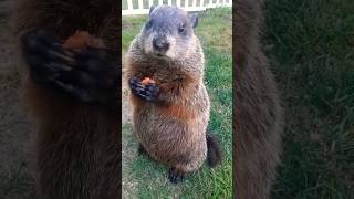 Mr Sparkle Drops The End Of His Carrot 😁🥕🐾 groundhog carrot cute adorable cutie dropped mr [upl. by Ahtiekahs]