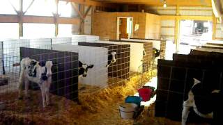 Flack farms calf barn [upl. by Dorcia]