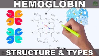 Hemoglobin  Structure and Types [upl. by Ackerman]