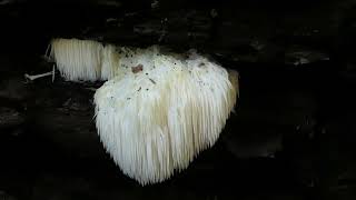 Finding a Hedgehog Mushroom or quotbears head tooth fungusquot [upl. by Sallie]