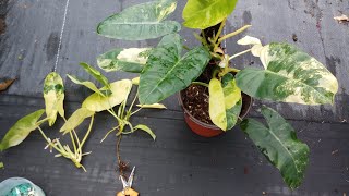 How to propagate philodendron burle marx variegated [upl. by Airamasor405]