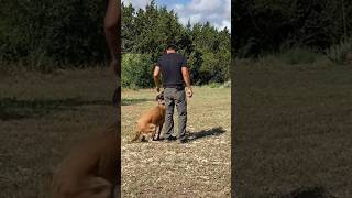 malinois dog dogtraining dogobedience puppy yourdog dogtrainerslife yourpet doglife [upl. by Jasisa]