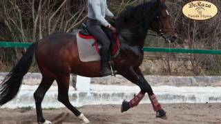 Vídeo Aprendiendo Equitación La flexibilidad en el caballo [upl. by Tarr]