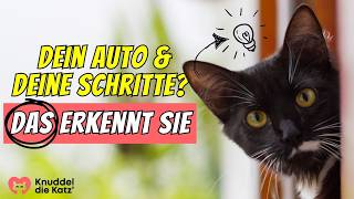 Erkennt deine Katze WIRKLICH dein Auto und deine Schritte🚗👣 [upl. by Shela]